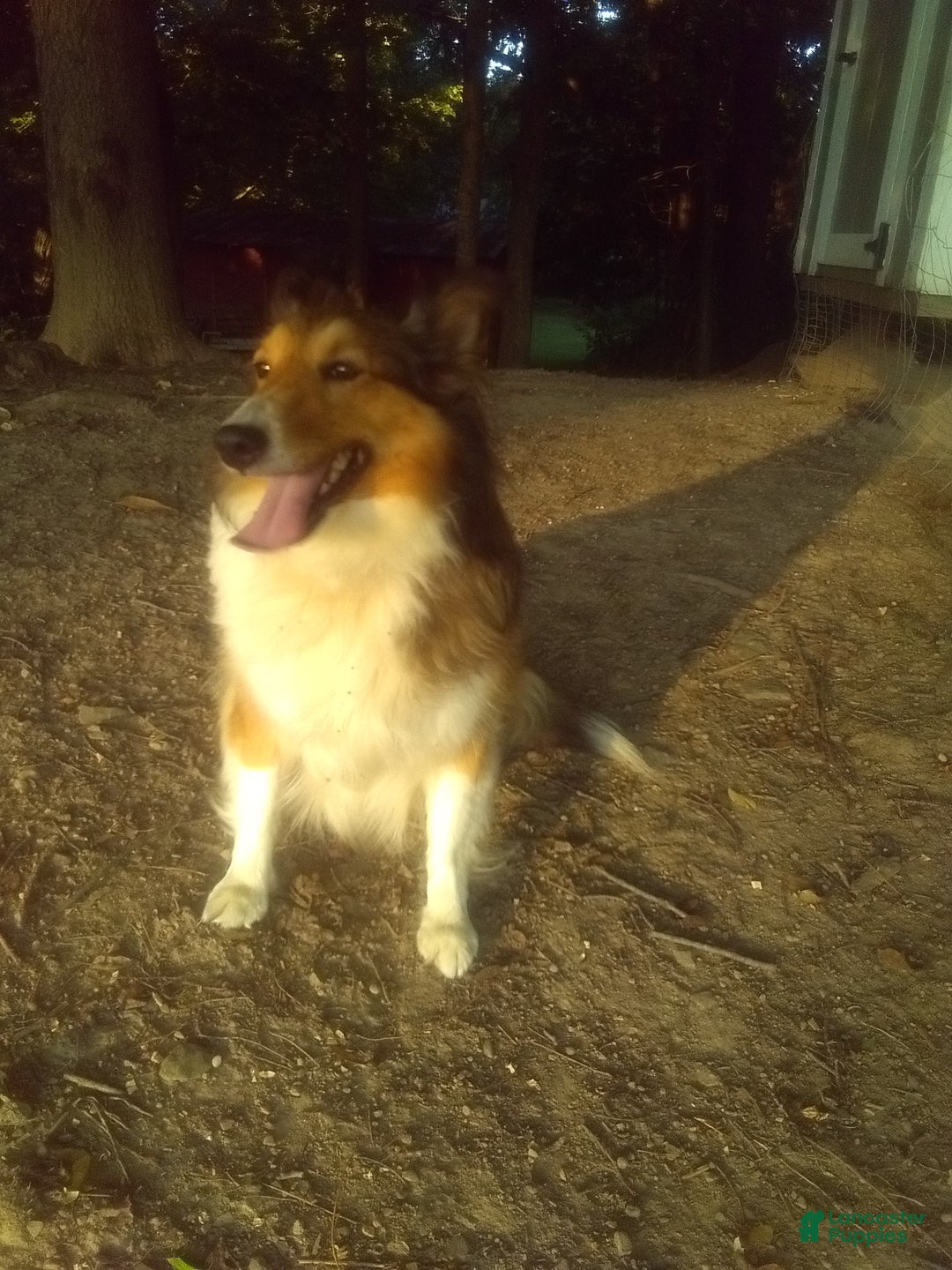 Shetland Sheepdog dogs for sale: Shetland Sheepdog Puppy 3 - Ad 3