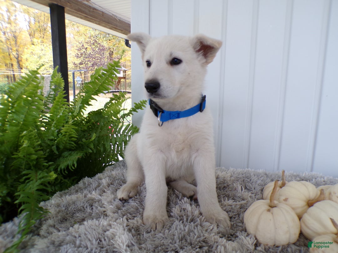 German Shepherd dogs for sale: German Shepherd Puppy 5 Wendy - Ad 2