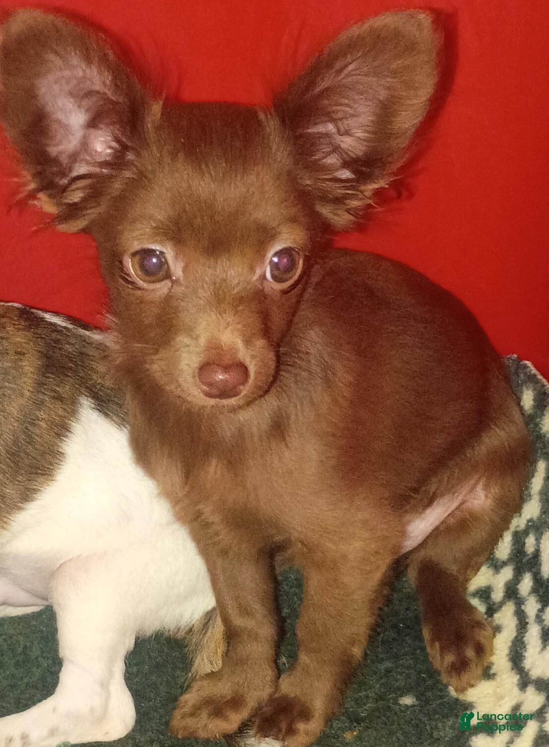 Chihuahua dogs for sale: Chiweenie  - Ad 2