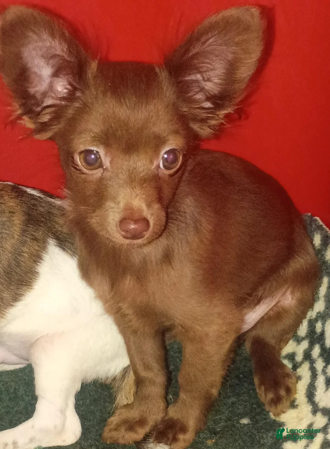 Chihuahua dogs for sale: Chiweenie  - Ad 1