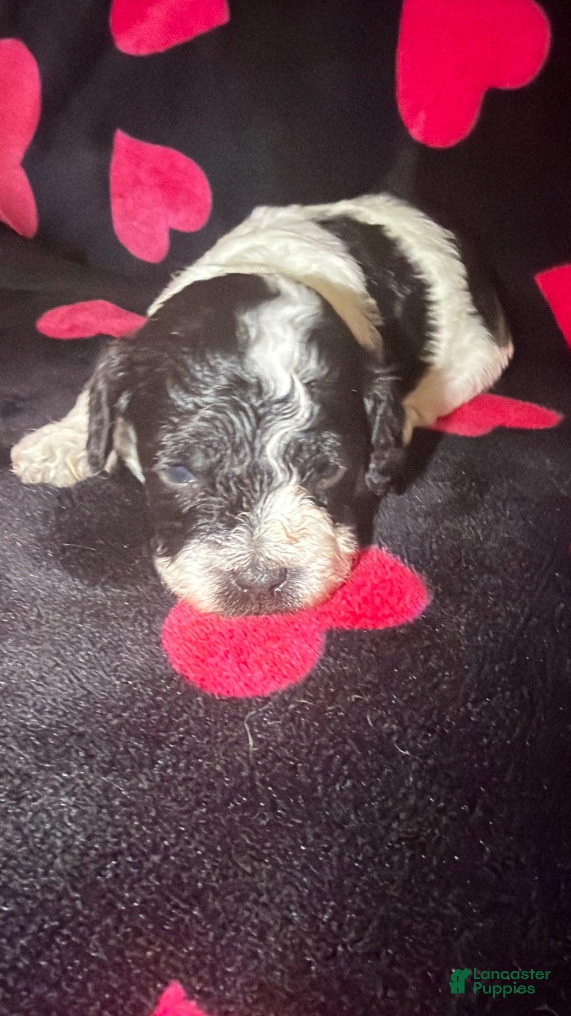 Toy Poodle dogs Chester  - Ad 1