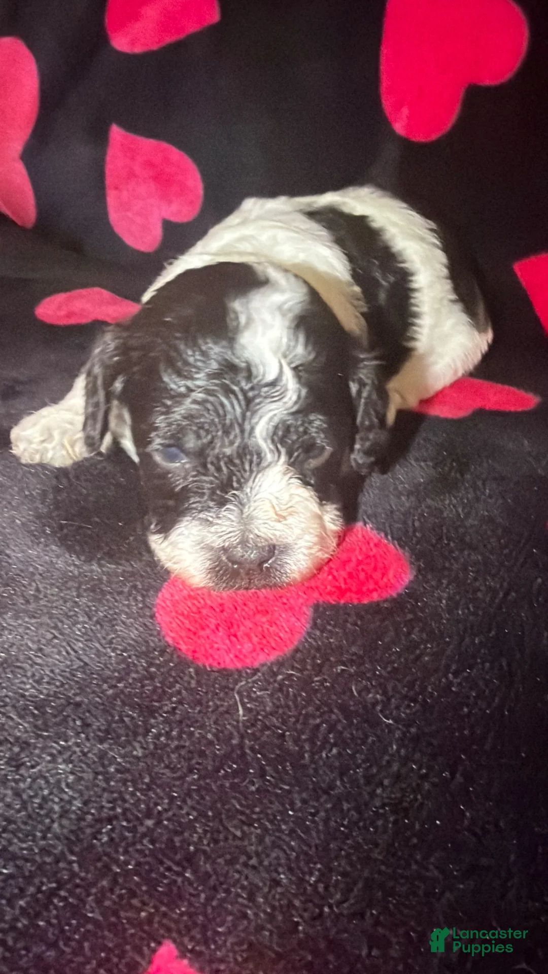Toy Poodle dogs for sale: Chester  - Ad 1