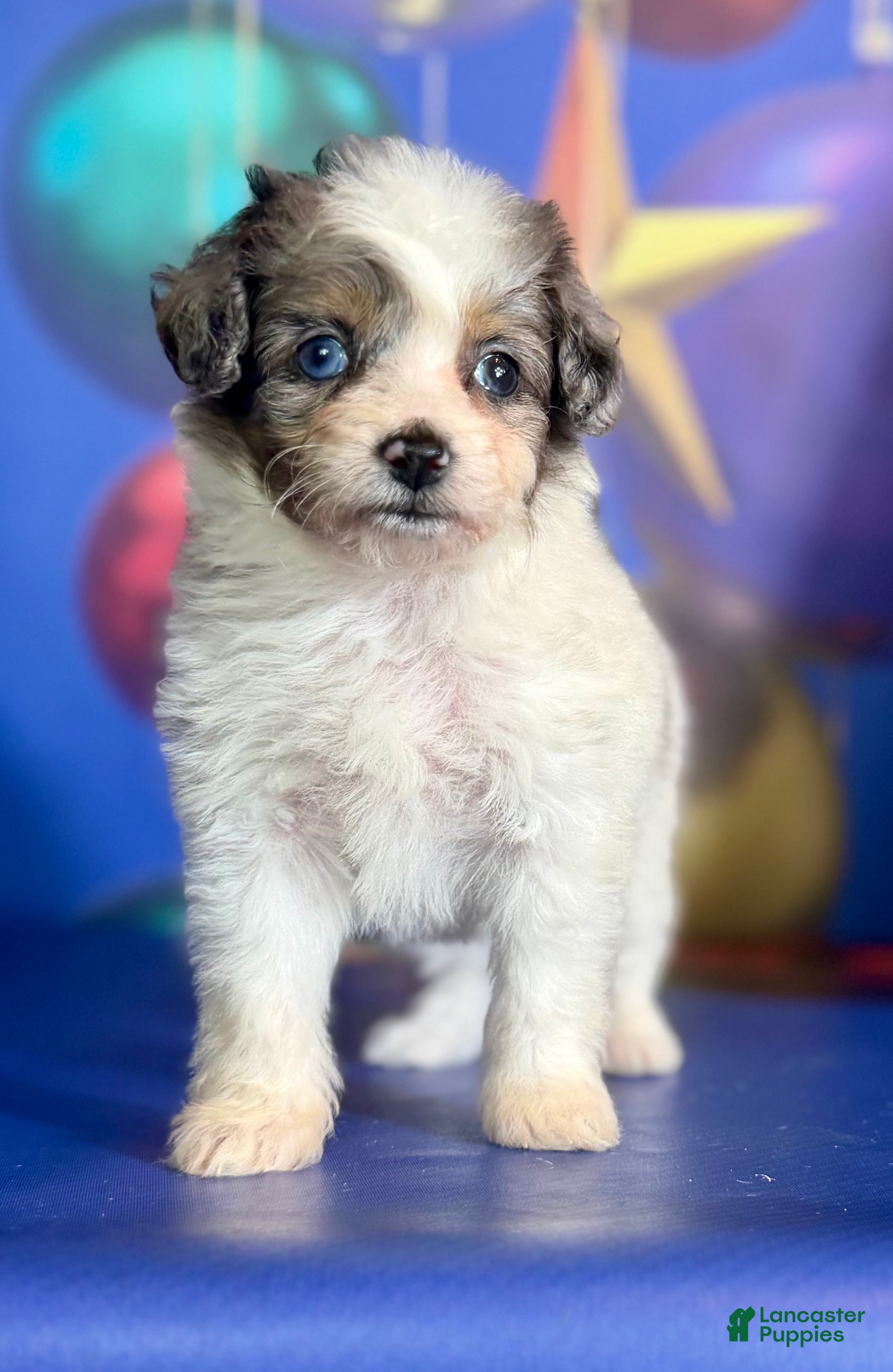 Pomapoo dogs Cookie - Ad 35