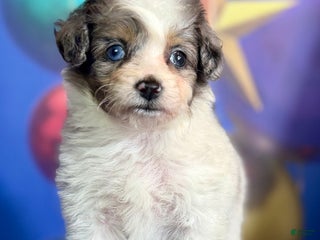 Pomapoo dogs Cookie - Ad 35