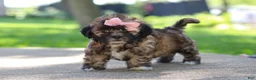 Shih Tzu dogs for sale: Fiona - Ad 13