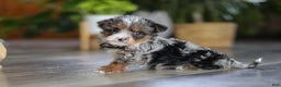 Yorkiepoo dogs for sale: Sauvage - Ad 3