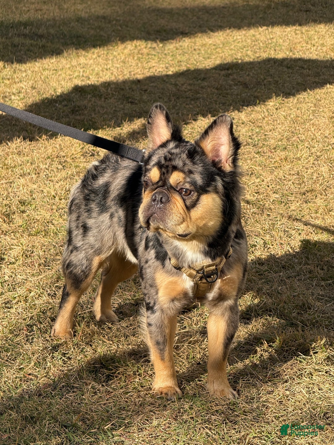 French Bulldog dogs for stud: Theo the Fluffy Frenchie Stud - Ad 6