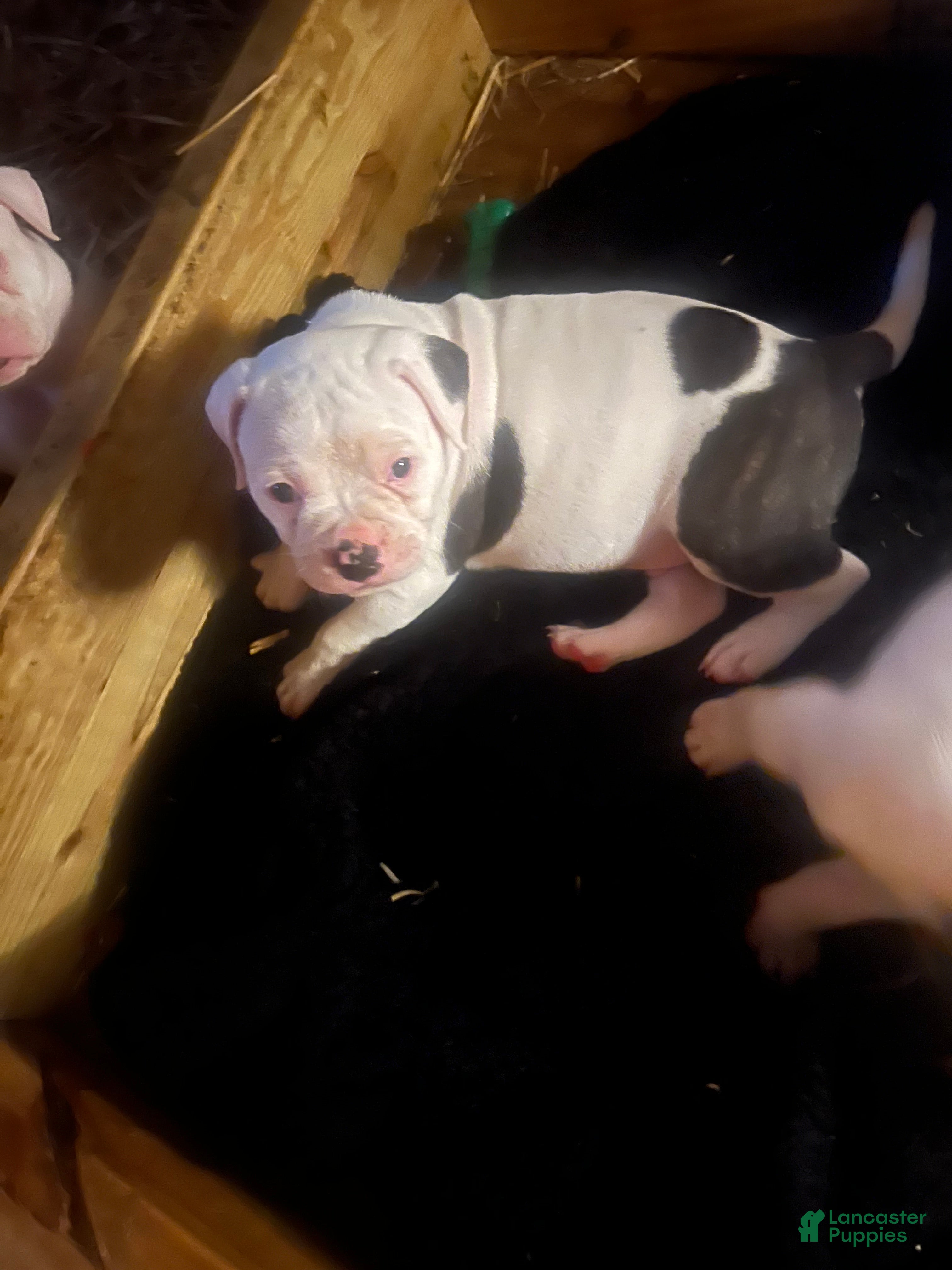 American Bulldog dogs American Bulldog Puppy 1 - Ad 11
