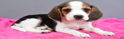 Beagle dogs for sale: Darcey - Ad 2