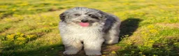 Aussiedoodle dogs for sale: Spot  - Ad 14