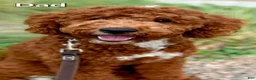 Mini Goldendoodle dogs for sale: Mini Goldendoodle 3 "Maple" pending  - Ad 27