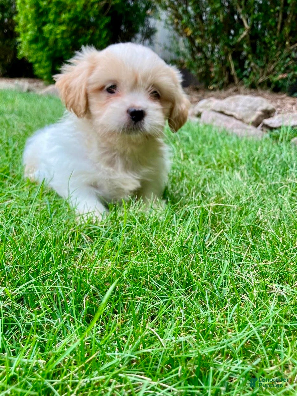 Shih Tzu dogs Trixie - Ad 2