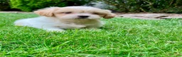 Shih Tzu dogs for sale: Trixie - Ad 2
