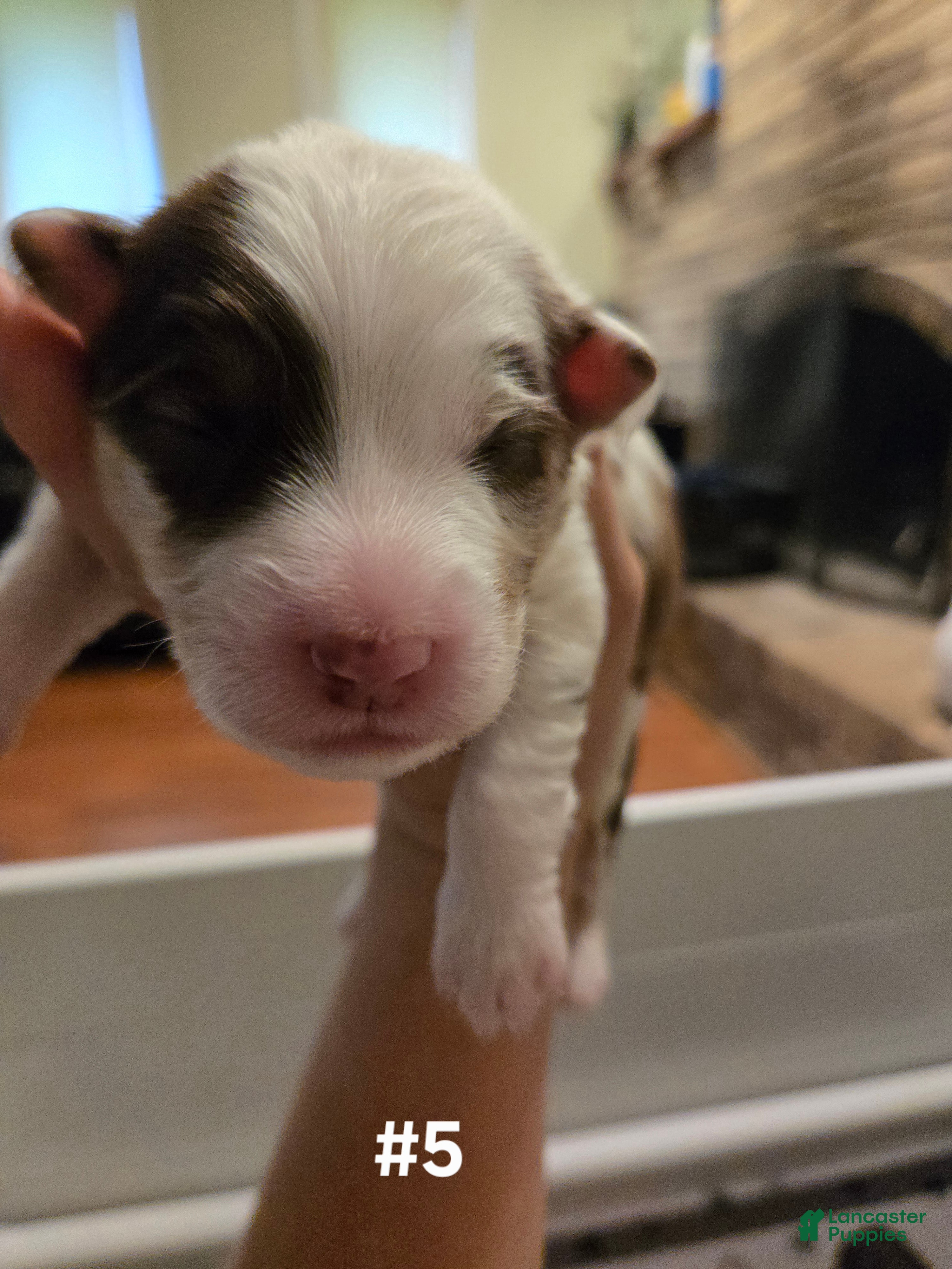 Australian Shepherd dogs Australian Shepherd 5 - Ad 36