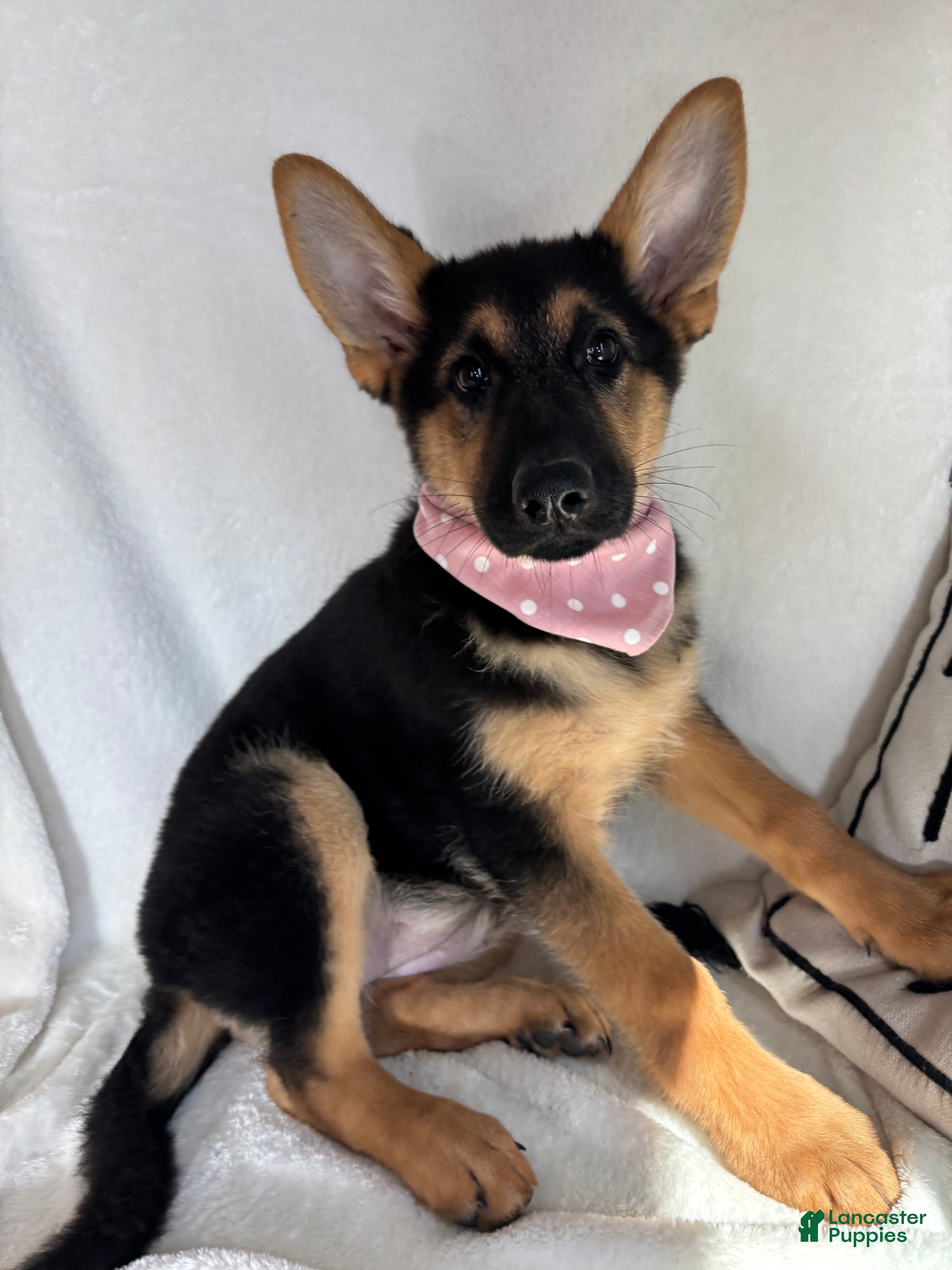 German Shepherd dogs Gladys - Ad 32