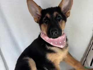 German Shepherd dogs Gladys - Ad 32