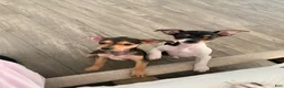 Mixed Breed dogs for sale: Poppy - Ad 5