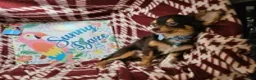 Chihuahua dogs for sale: Quinn (LH Tri Choc) - Ad 5