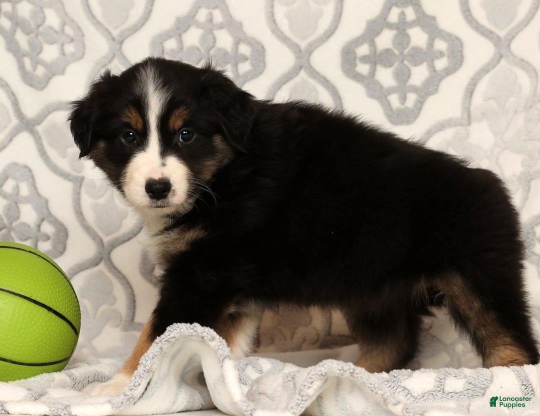 Miniature Australian Shepherd dogs for sale: Tracy - Ad 9