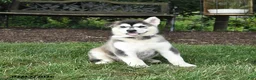 Alaskan Malamute dogs for sale: Skila - Ad 3