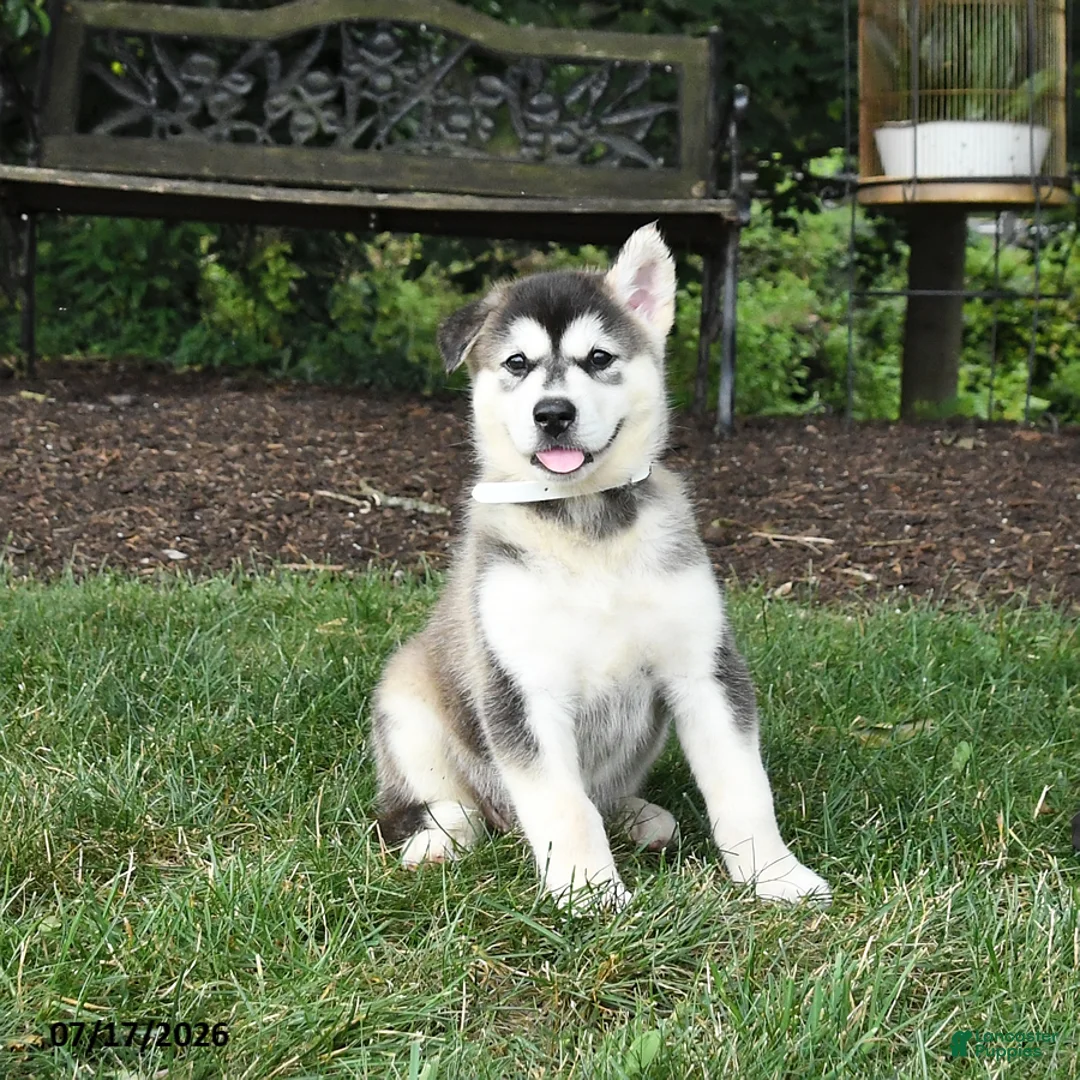 Alaskan Malamute dogs for sale: Skila - Ad 3