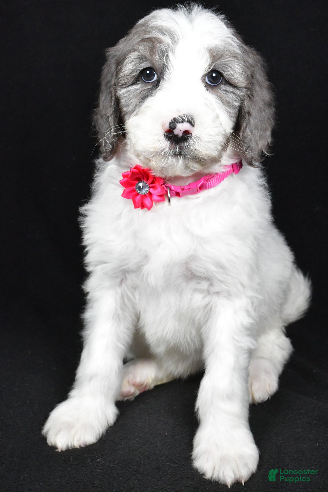 Sheepadoodle dogs for sale: Marsha - Ad 7