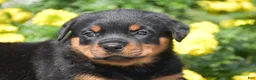 Rottweiler dogs for sale: Roxy - Ad 4