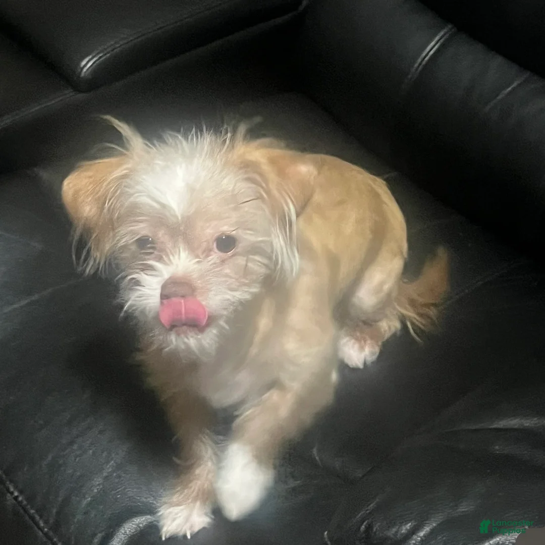 Malshi dogs for sale: Malshi 1 - Ad 2