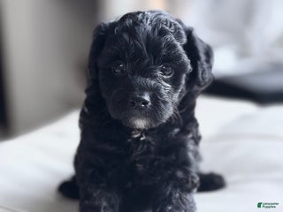 Mixed Breed dogs - Ad 5