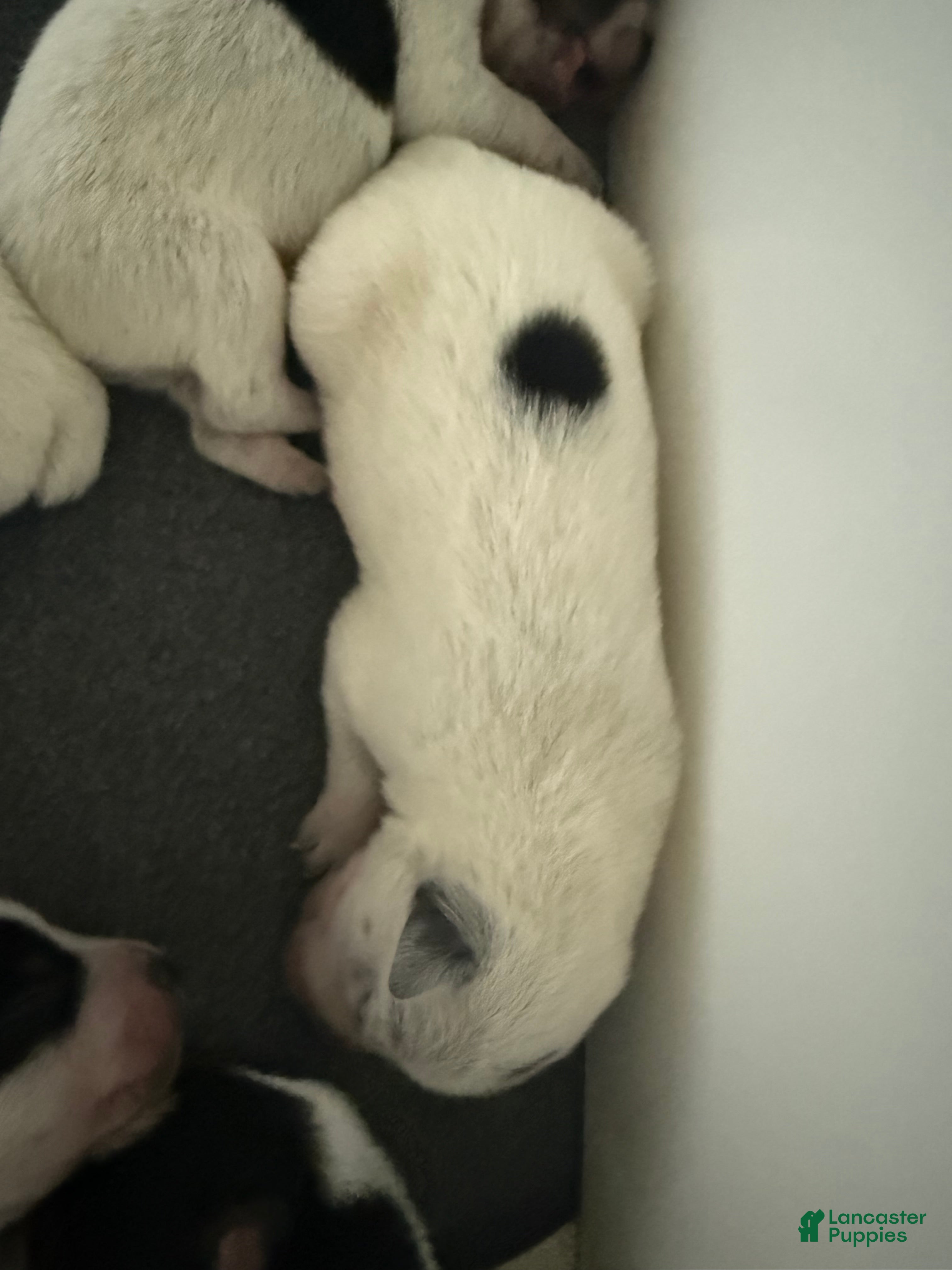 Australian Cattle Dog dogs Puppy 8 - Ad 5