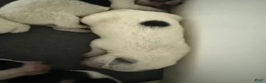 Puppy 8