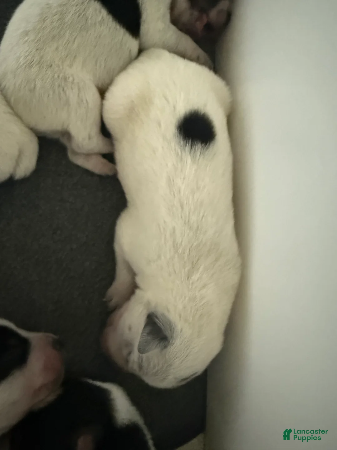 Australian Cattle Dog dogs for sale: Puppy 8 - Ad 1