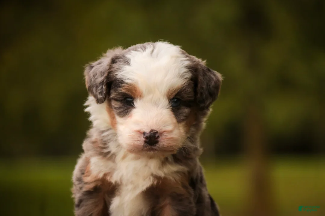 Mini Bernedoodle dogs for sale: Harvest F1 Mini Bernedoodle  - Ad 1