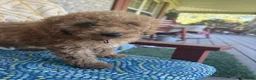 Miniature Labradoodle dogs for sale: Cora - Ad 5