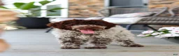 Lagotto Romagnolo dogs for sale: Leo - Ad 1