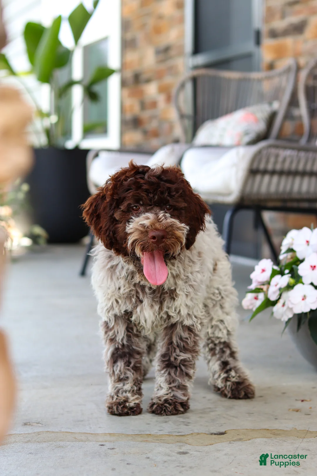 Lagotto Romagnolo dogs for sale: Leo - Ad 1