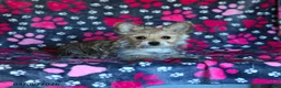 Morkie dogs for sale: Beauty - Ad 10