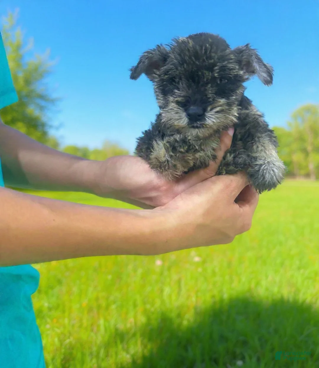 Miniature Schnauzer dogs for sale: Miniature Schnauzer Puppy 1 - Ad 1