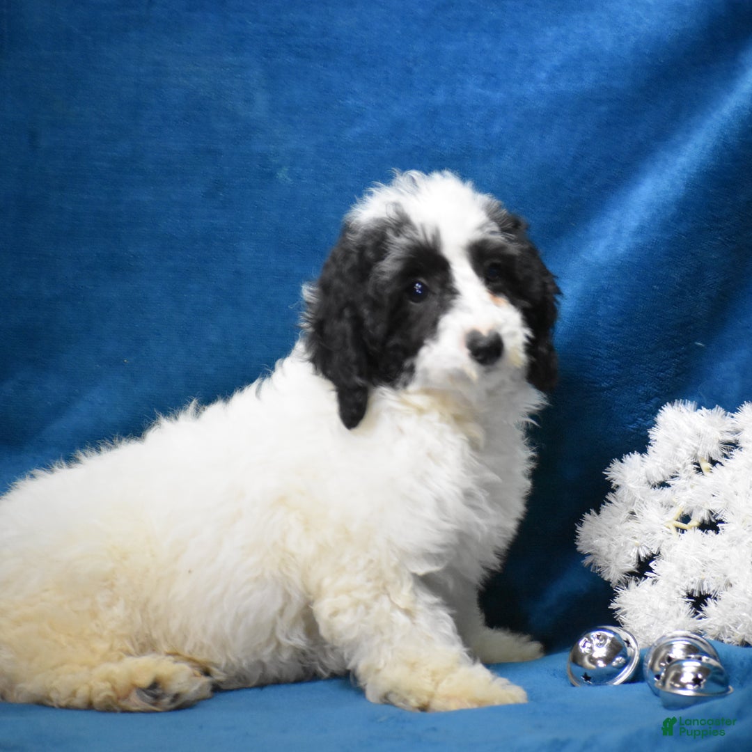 Miniature Poodle dogs for sale: Zanna - Ad 4