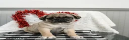 Pug dogs for sale: Caramel - Ad 1