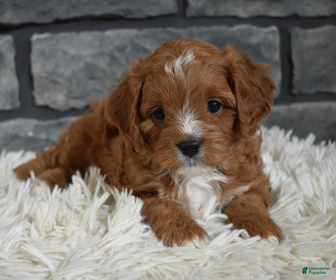 Cavapoo dogs for sale: Peanut  - Ad 2