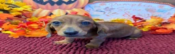 Miniature Dachshund dogs for sale: Reba - Ad 2