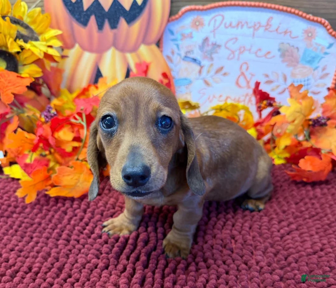 Miniature Dachshund dogs for sale: Reba - Ad 2