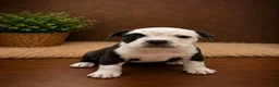 American Bully dogs for sale: Roxy - Ad 7