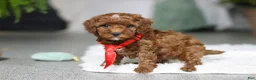 Cavapoo dogs for sale: Bear - Ad 3