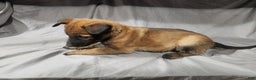 Belgian Malinois dogs for sale: Light Blue - Ad 5