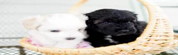 Schnoodle dogs for sale: Skipper - Ad 2