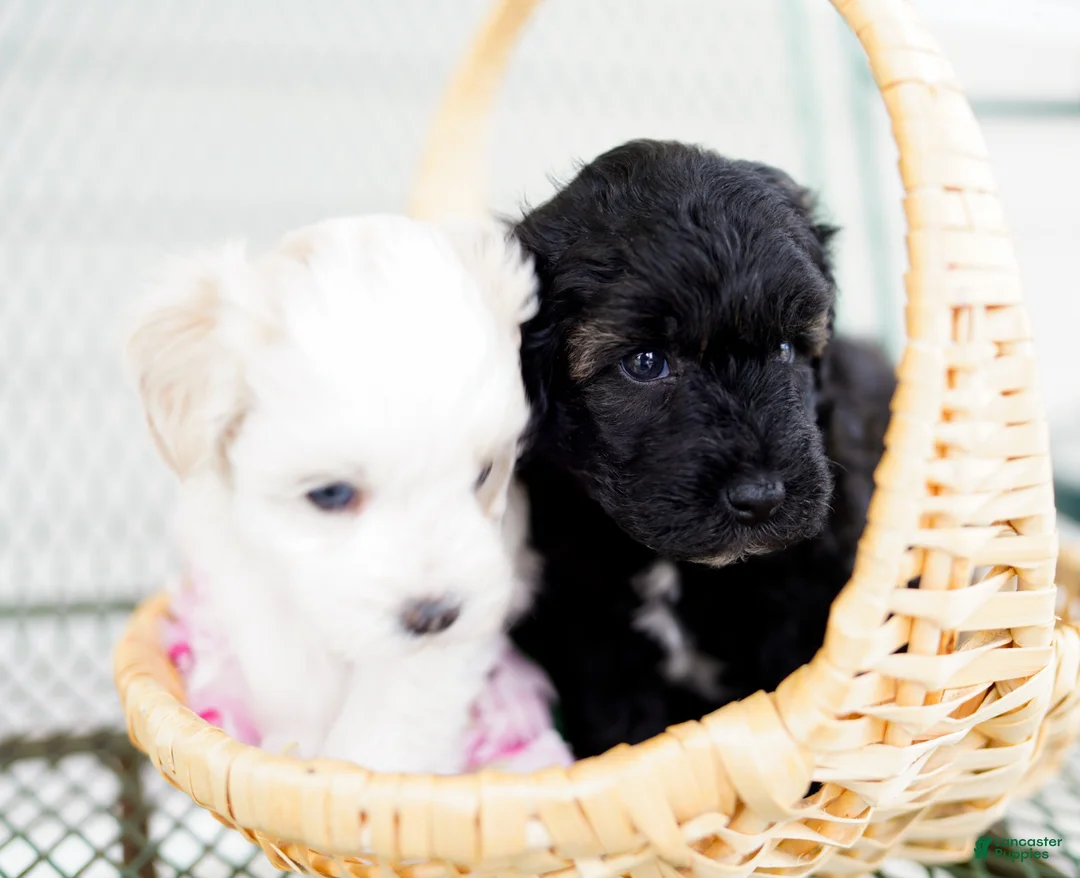Schnoodle dogs for sale: Skipper - Ad 2