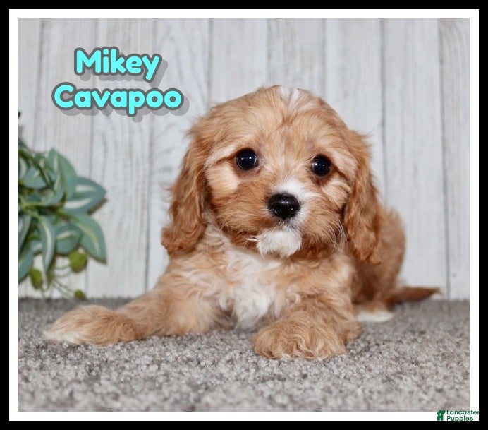 Cavapoo dogs Mikey - Ad 2