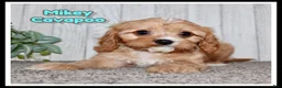 Cavapoo dogs for sale: Mikey - Ad 1
